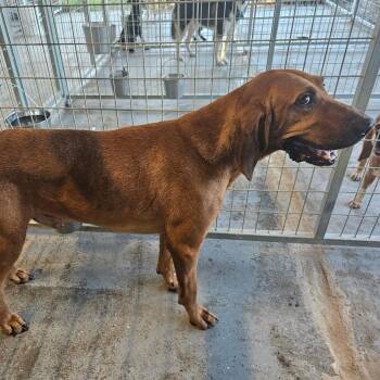Dogde -  Redbone Coonhound Dog for Adoption in Mount Vernon, Arkansas - Dogde | PetCurious