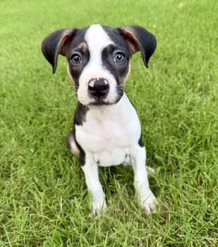 Phoenix -  Pit Bull Terrier Dog for Adoption in Barnhart, Missouri - Phoenix | PetCurious
