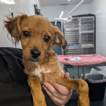 Spaniel and Cavalier King Charles Spaniel Dogs Available for Adoption - VALENTINE | PetCurious