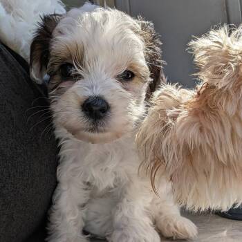 Crunch -  Maltese and Miniature Schnauzer Dog Available for Adoption in Fort Collins, Colorado - Crunch | PetCurious