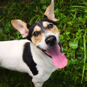 Rescue Hound Dogs for Adoption in Mobile, Alabama - Mimi | PetCurious