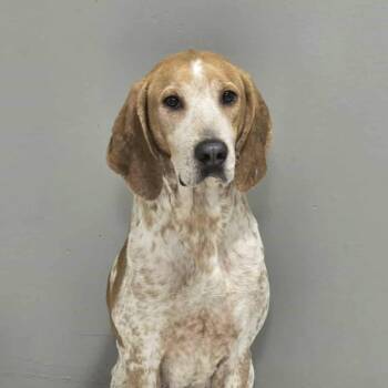 Coonhound Dogs Available for Adoption in Columbia, South Carolina - Susie | PetCurious
