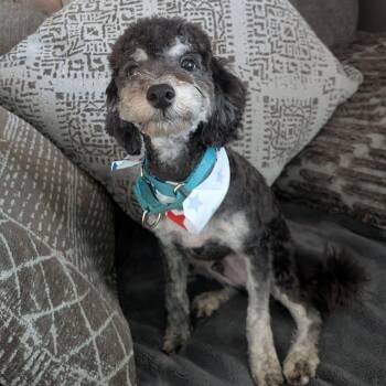 Jet -  Miniature Poodle Dog for Adoption in Racine, Wisconsin - Jet | PetCurious
