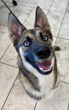 Belgian Shepherd Malinois and Siberian Husky Dogs Available for Adoption in Kalamazoo, Michigan - NALA | PetCurious