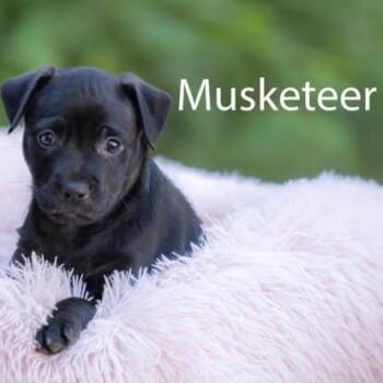 Musketeer -  American Bully Dog for Adoption in Pawleys Island, South Carolina - Musketeer | PetCurious