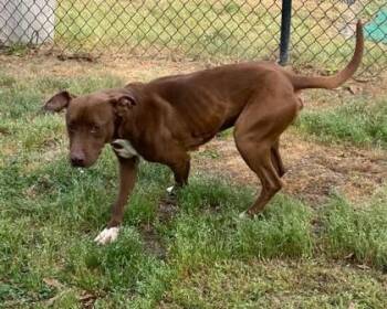 Terrier and Mixed Breed Dogs Available for Adoption in Conway, South Carolina - Sweetie(HW+) | PetCurious