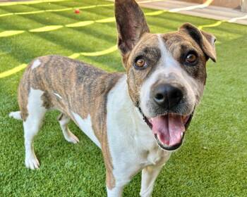Bessie -  Mixed Breed Dog for Adoption in Raleigh, North Carolina - Bessie | PetCurious
