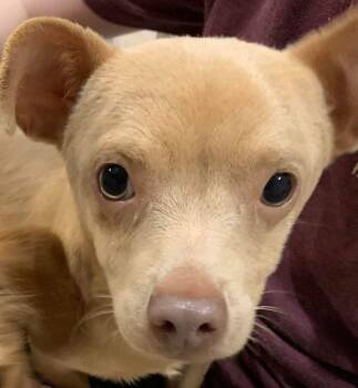 Rescue Chihuahua Dogs for Adoption in Shawnee, Oklahoma - Jack | PetCurious