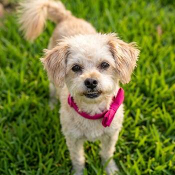 Poodle Dogs Available for Adoption in Las Vegas, Nevada - Anna Banana | PetCurious