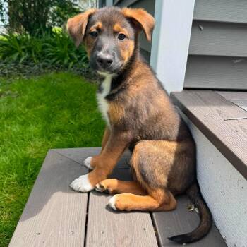 Shepherd and Catahoula Leopard Dog Dogs Available for Adoption in Brockport, New York - Shiloh | PetCurious