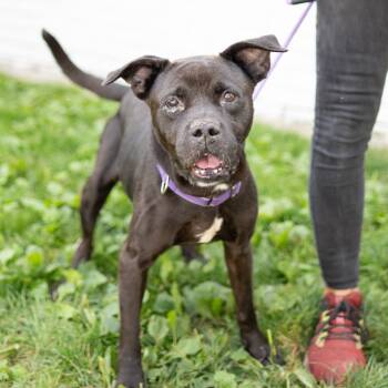 Rescue Pit Bull Terrier Dogs for Adoption in Newark, New Jersey - Bernadette | PetCurious