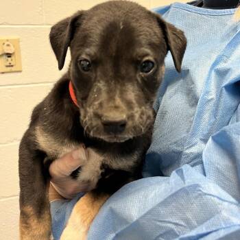 OCTAVIA -  Retriever Dog for Adoption in Broomfield, Colorado - OCTAVIA | PetCurious