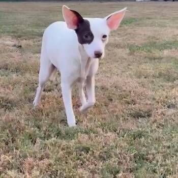 Gothica -  Chihuahua and Terrier Dog for Adoption in Cartersville, Georgia - Gothica | PetCurious