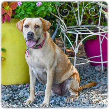 Yoko -  Labrador Retriever Dog for Adoption in Wake Forest, North Carolina - Yoko | PetCurious