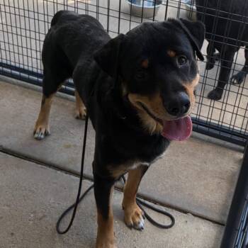 Dorn -  Rottweiler Dog for Adoption in Lake Jackson, Texas - Dorn | PetCurious