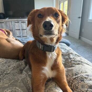 Border Collie Dogs Available for Adoption - ODIN | PetCurious