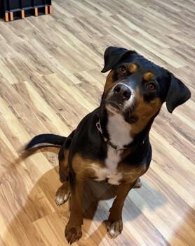 Rottweiler Dogs Available for Adoption in Elizabeth, Colorado - Missy | PetCurious