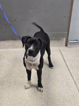 GYPSY -  Staffordshire Bull Terrier and Mixed Breed Dog for Adoption in Tallahassee, Florida - GYPSY | PetCurious