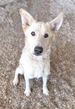 Spaghetti -  Shepherd and Mixed Breed Dog for Adoption in Morristown, New Jersey - Spaghetti | PetCurious