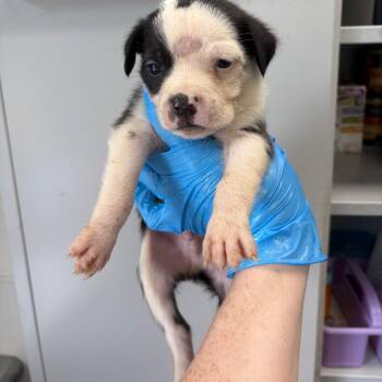Mixed Breed Dogs Available for Adoption in Columbiana, Alabama - Veggie Lo Mein | PetCurious
