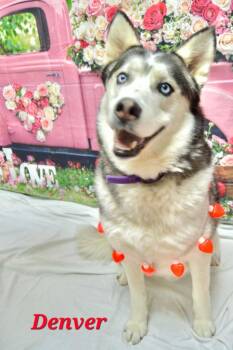 Denver -  Husky and Alaskan Malamute Dog for Adoption in Wabash, Indiana - Denver | PetCurious