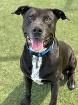 Terrier and Mixed Breed Dogs Available for Adoption in Gastonia, North Carolina - Tiny | PetCurious