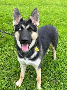 Pagosa -  German Shepherd Dog and Siberian Husky Dog for Adoption in Brunswick, Ohio - Pagosa | PetCurious