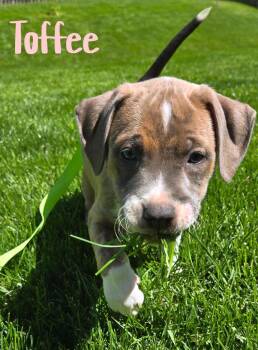 American Staffordshire Terrier Dogs Available for Adoption in Elburn, Illinois - Toffee | PetCurious