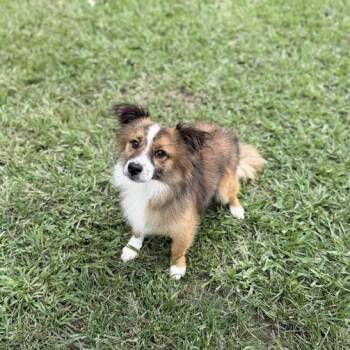 Firefighter Todd -  Cardigan Welsh Corgi and Pomeranian Dog for Adoption in Carencro, Louisiana - Firefighter Todd | PetCurious