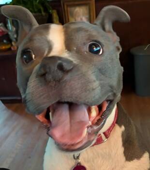 Lainey -  Pit Bull Terrier Dog for Adoption in Charlotte, North Carolina - Lainey | PetCurious