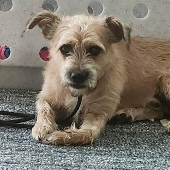 Baxter -  Terrier Dog for Adoption in Houston, Texas - Baxter | PetCurious