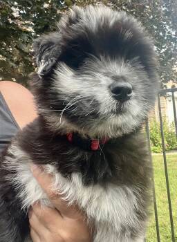 KOKANEE -  Husky and Collie Dog for Adoption in Minesing, Ontario - KOKANEE | PetCurious