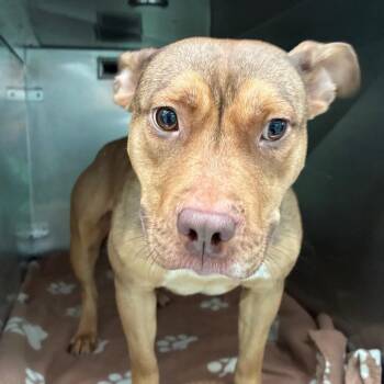 Tabitha -  Mixed Breed Dog for Adoption in Philadelphia, Pennsylvania - Tabitha | PetCurious