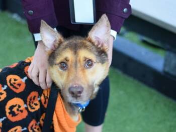 Sweet Potato -  Mixed Breed Dog for Adoption - Sweet Potato | PetCurious