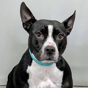 Pit Bull Terrier Dogs Available for Adoption in Aurora, Nebraska - Winnie | PetCurious