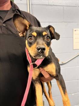 *METAPOD -  Terrier Dog for Adoption in Woodland, California - *METAPOD | PetCurious