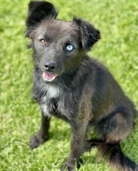 61687673 -  Chihuahua and Australian Shepherd Dog for Adoption in Elko, Nevada - 61687673 | PetCurious