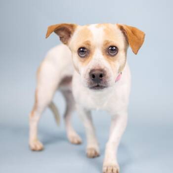 Patches -  Mixed Breed Dog for Adoption in Portland, Oregon - Patches | PetCurious