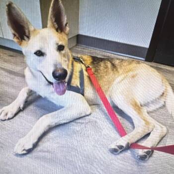 Stella -  Shepherd and Mixed Breed Dog for Adoption in Voorhees Township, New Jersey - Stella | PetCurious