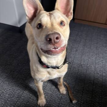 Carolina Dog Dogs Available for Adoption in Glen Rock, New Jersey - Khari | PetCurious