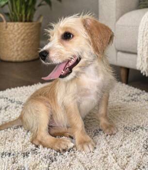 Terrier Dogs Available for Adoption in Phoenix, Arizona - Nini | PetCurious