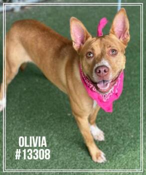 Olivia (800) -  Pit Bull Terrier Dog for Adoption in Marietta, Georgia - Olivia (800) | PetCurious
