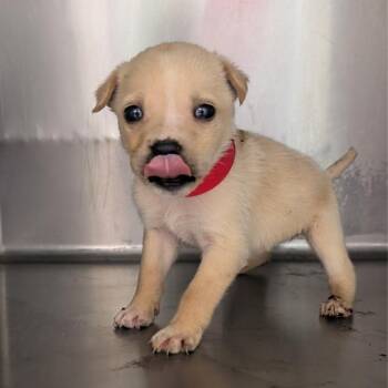 Shepherd Dogs Available for Adoption - Jane | PetCurious