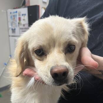Boston Cream -  Mixed Breed Dog for Adoption in Yuma, Arizona - Boston Cream | PetCurious