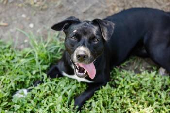 Laguna -  Labrador Retriever Dog for Adoption in Newburgh, Indiana - Laguna | PetCurious
