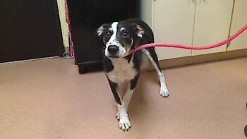 Beagle and Mixed Breed Dogs Available for Adoption in Cookeville, Tennessee - MELROSE | PetCurious