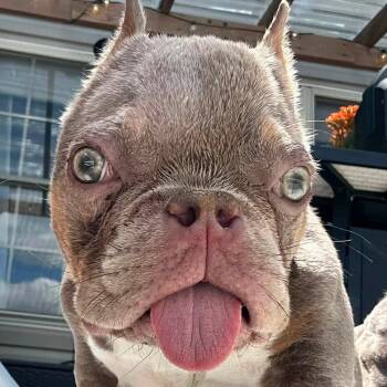 Toby -  English Bulldog Dog for Adoption in Huber Heights, Ohio - Toby | PetCurious