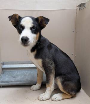 Ocean -  Mixed Breed Dog for Adoption in Havre, Montana - Ocean | PetCurious
