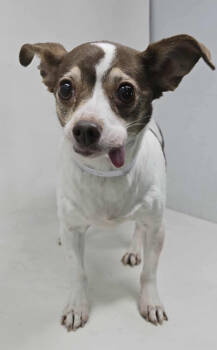 Rescue Chihuahua and Terrier Dogs for Adoption in New York, New York - Currant | PetCurious