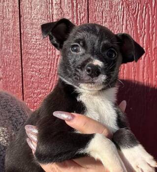 Chihuahua Dogs Available for Adoption - Rivet | PetCurious